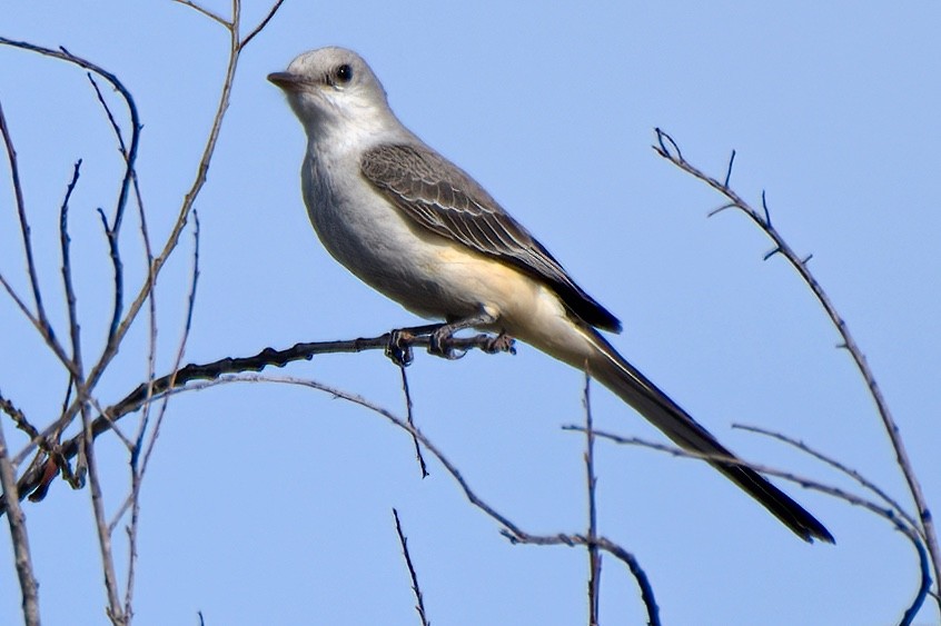 Scissor-tailed Flycatcher - ML298377131