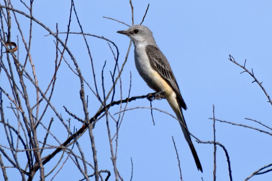 Scissor-tailed Flycatcher - ML298377171