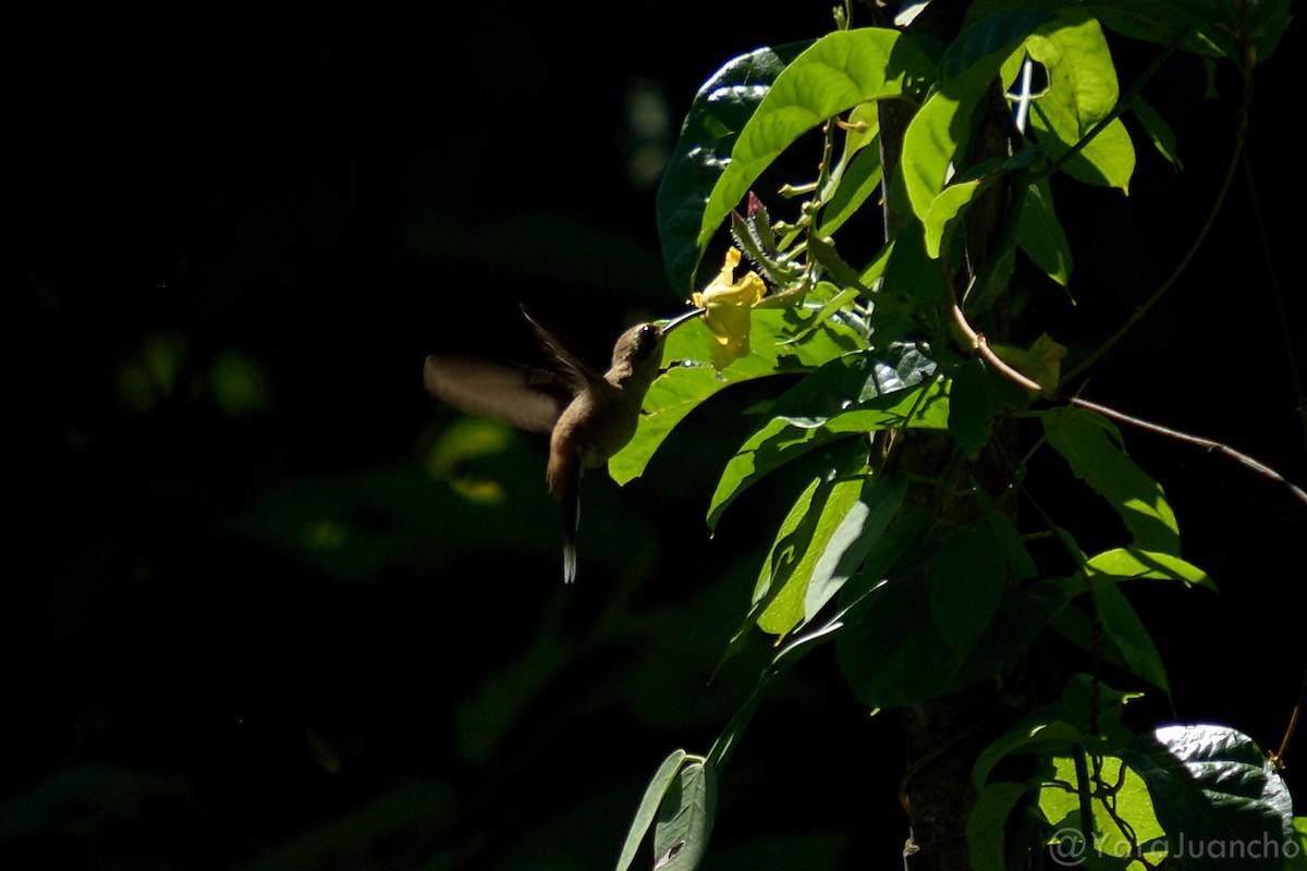 Пестрогорлый колибри-отшельник - ML298378461