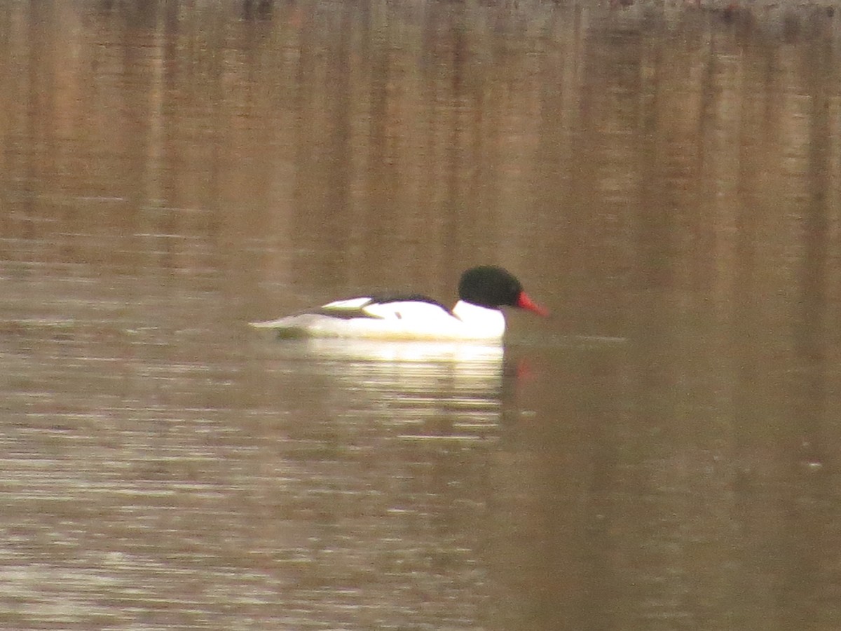 Common Merganser - ML298378751