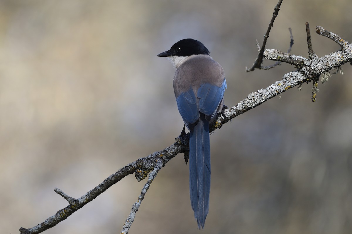 Iberian Magpie - Santiago Caballero Carrera