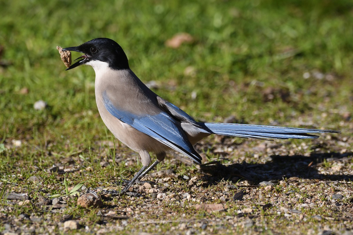 Iberian Magpie - Santiago Caballero Carrera