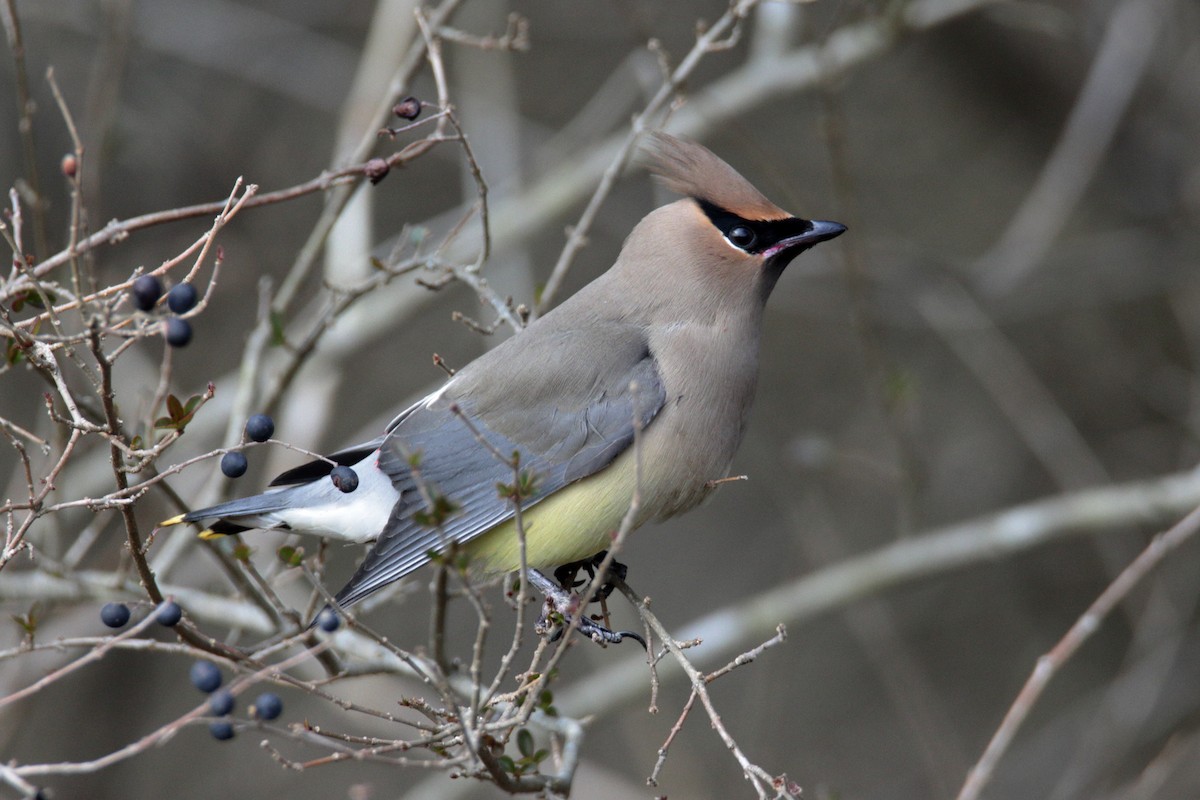 Cedar Waxwing - ML298379621