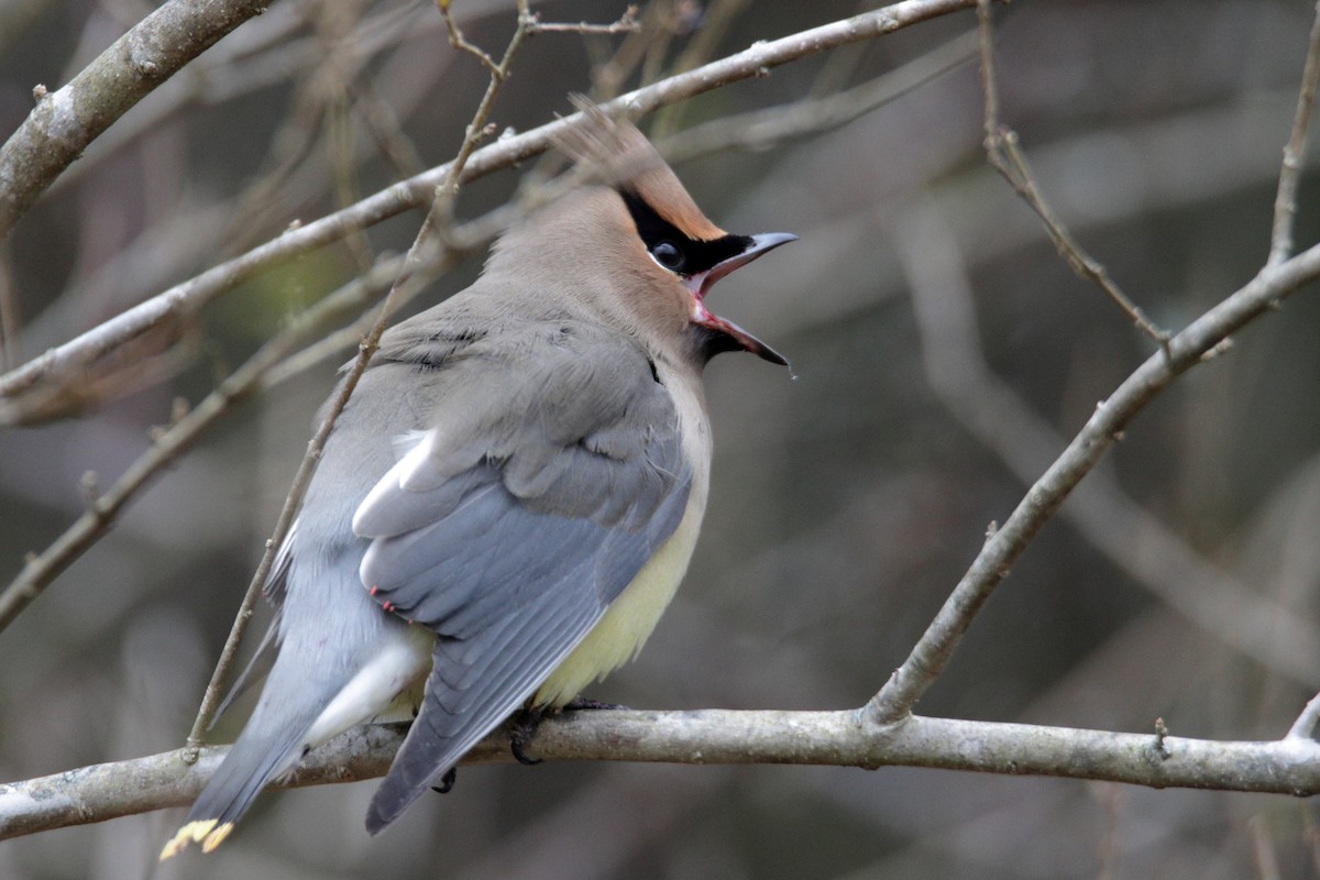 Cedar Waxwing - ML298379631