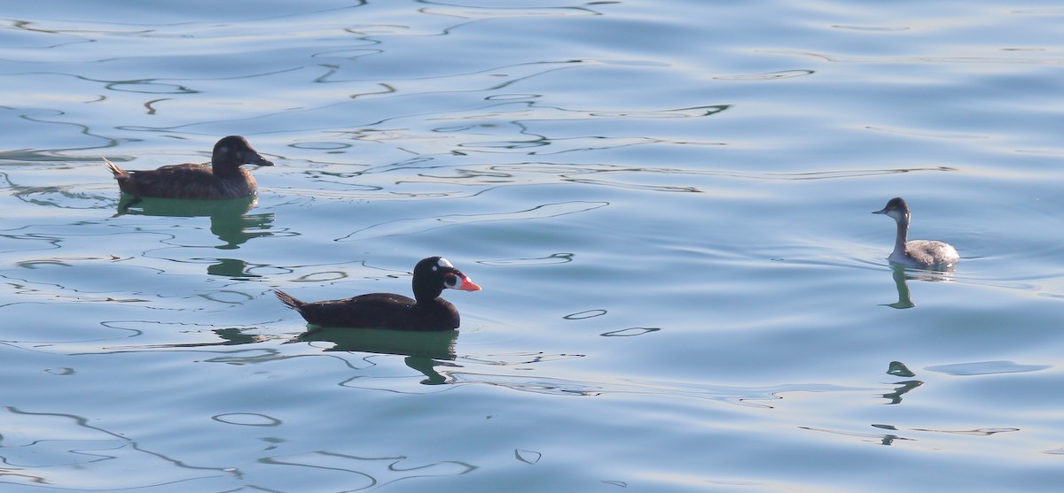 Surf Scoter - ML298379741