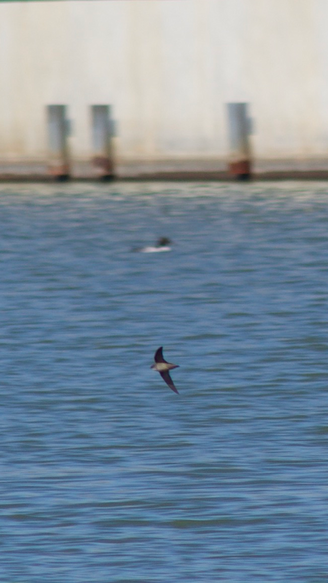 Common Goldeneye - ML298382841