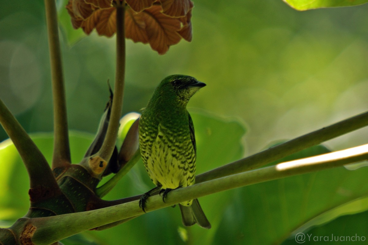 Swallow Tanager - ML298382881