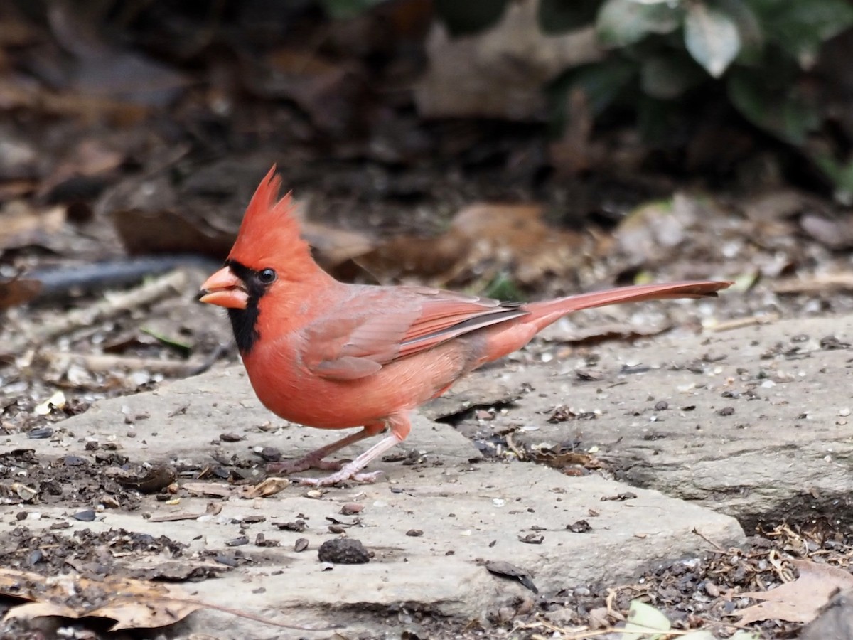 Northern Cardinal - ML298383821