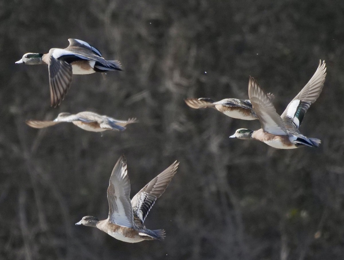 American Wigeon - ML298384241