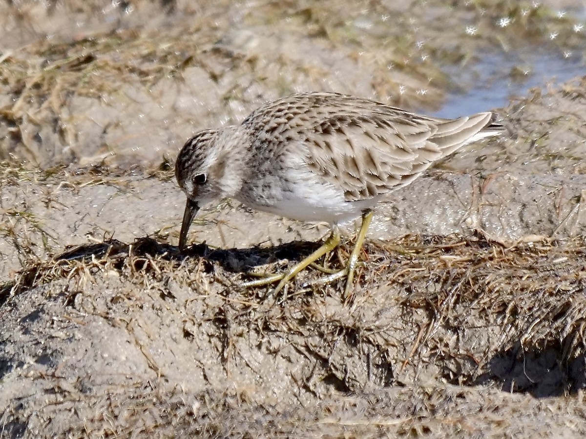 Least Sandpiper - ML298384711