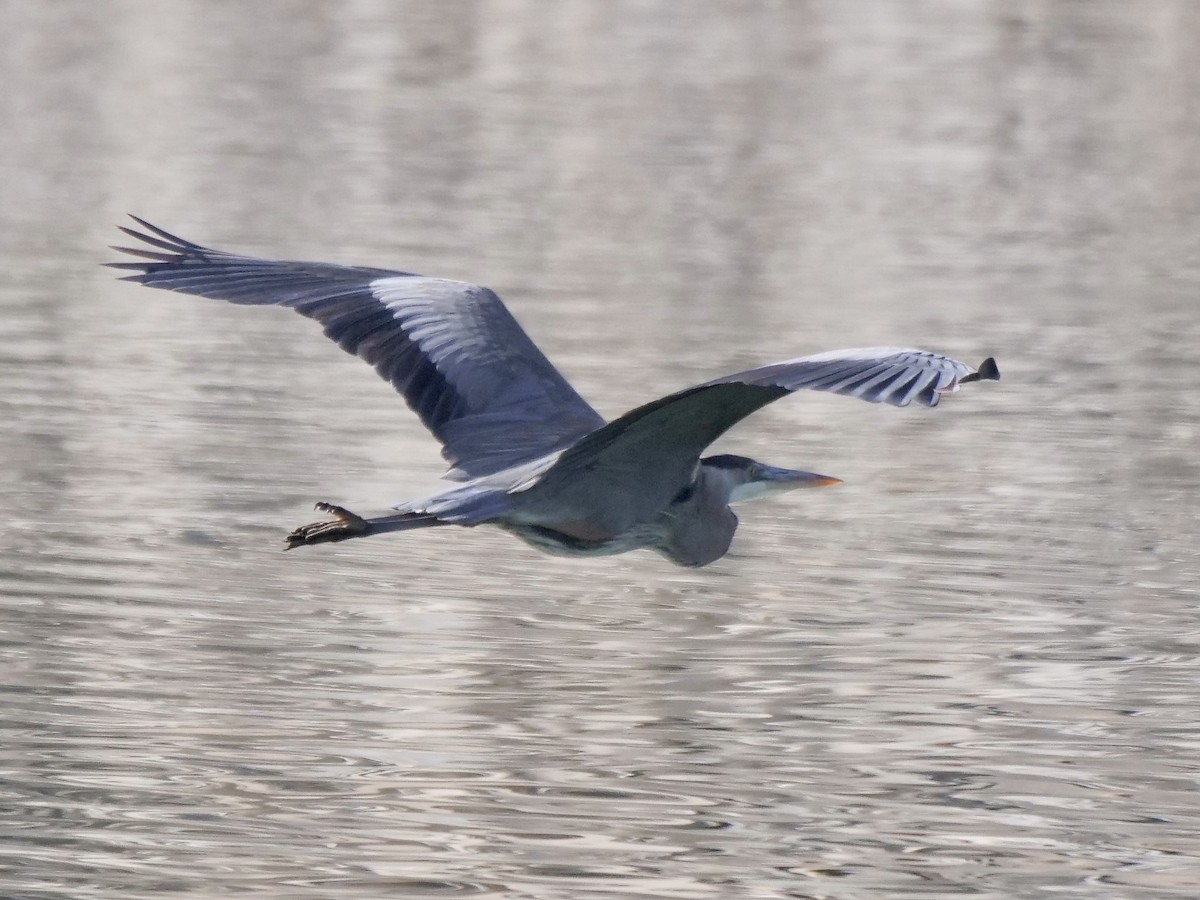 Great Blue Heron - ML298385211