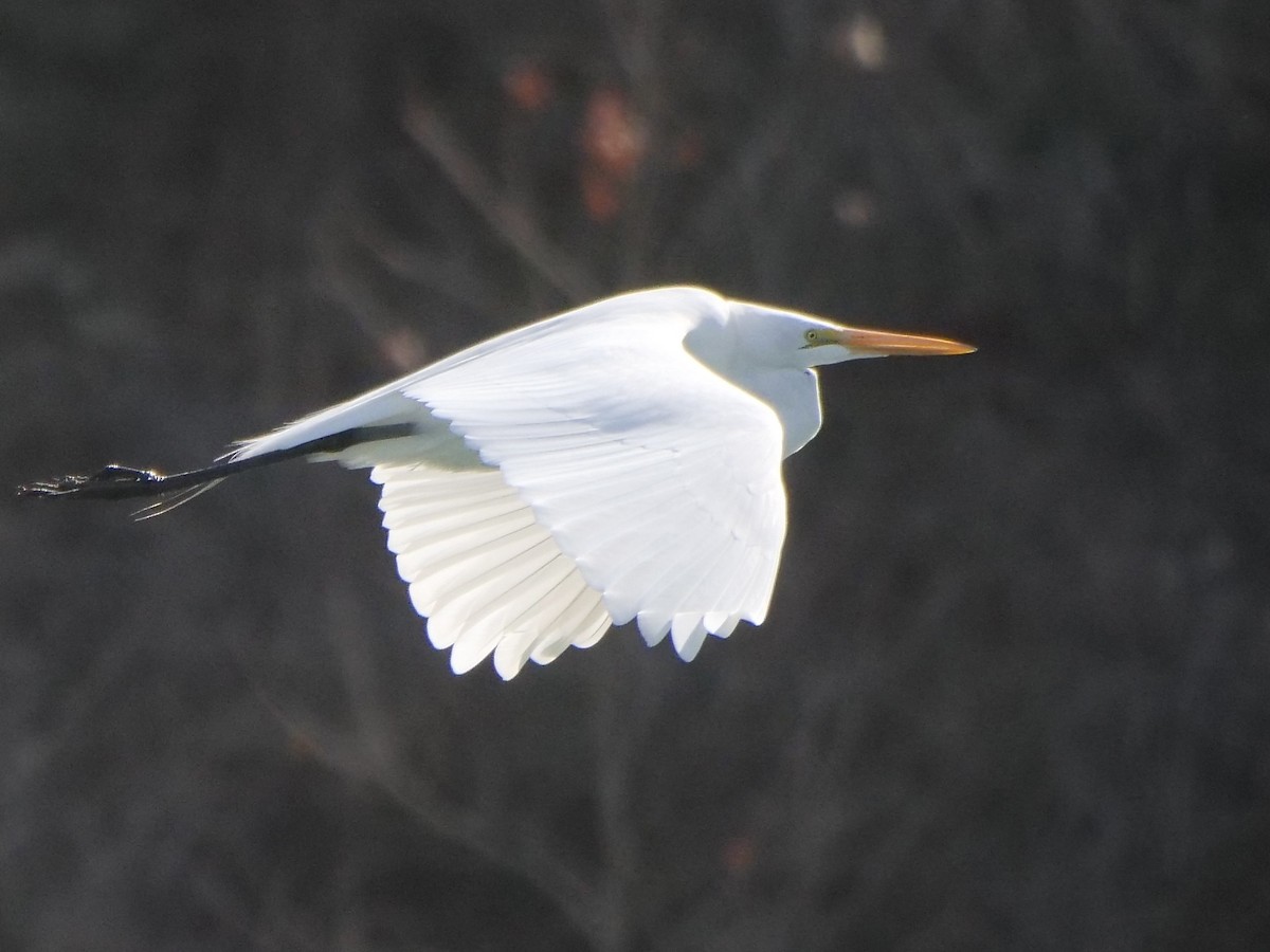 Great Egret - ML298385321