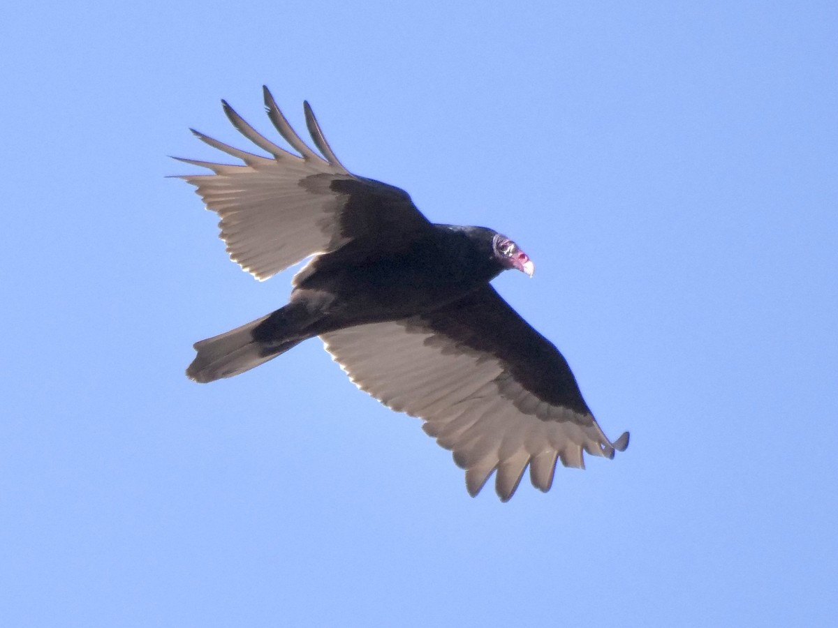 Turkey Vulture - ML298385481