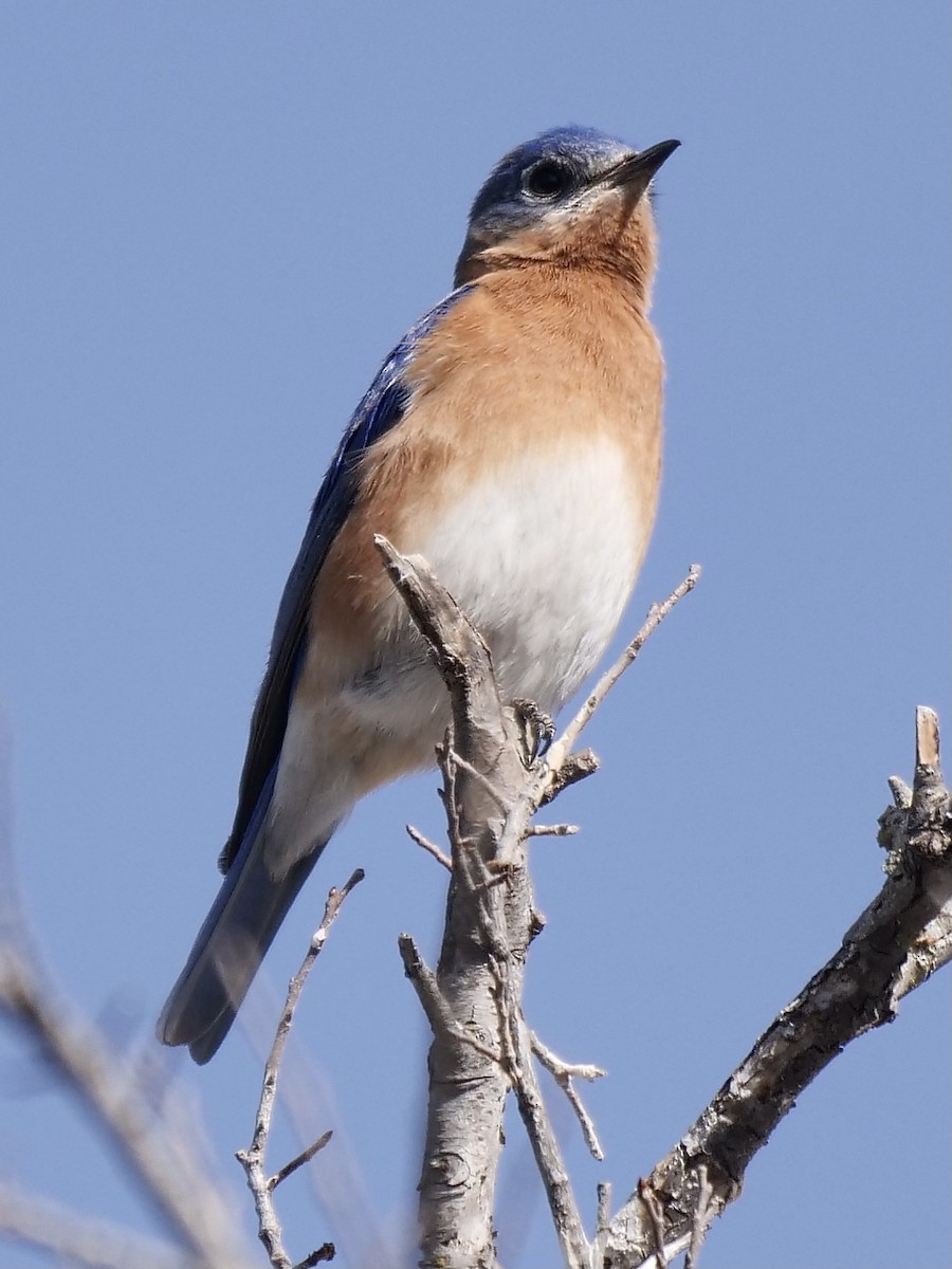 Eastern Bluebird - ML298385811