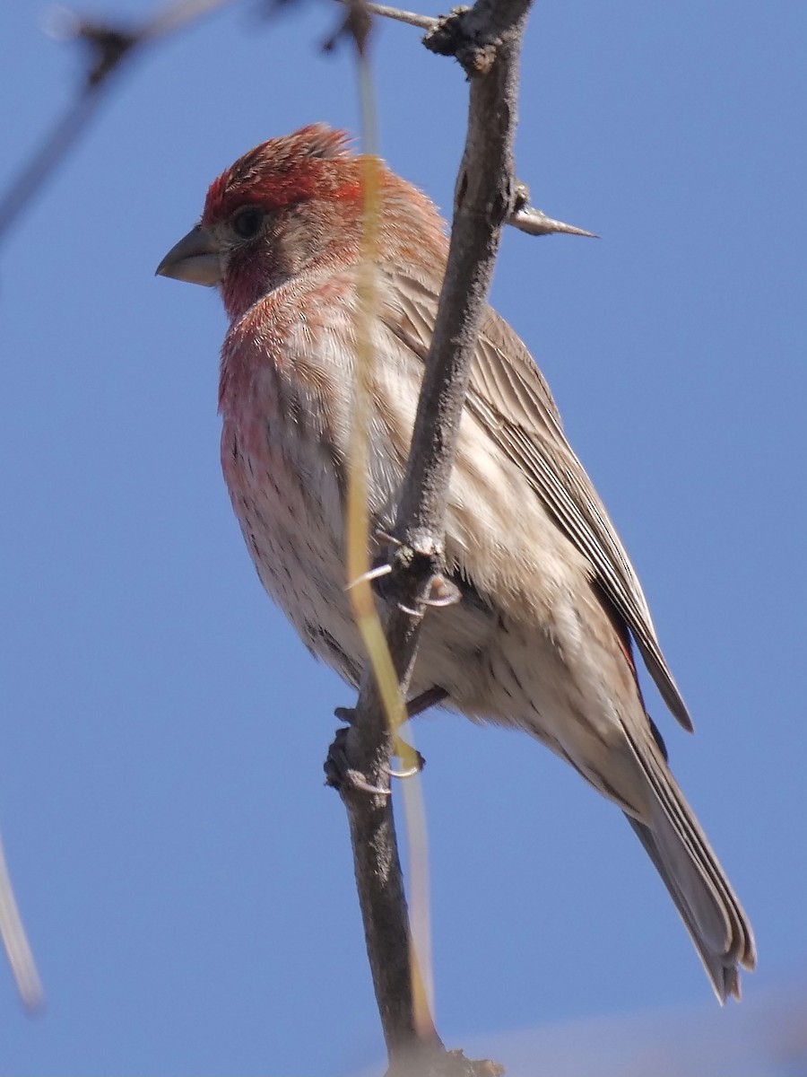 House Finch - ML298385951