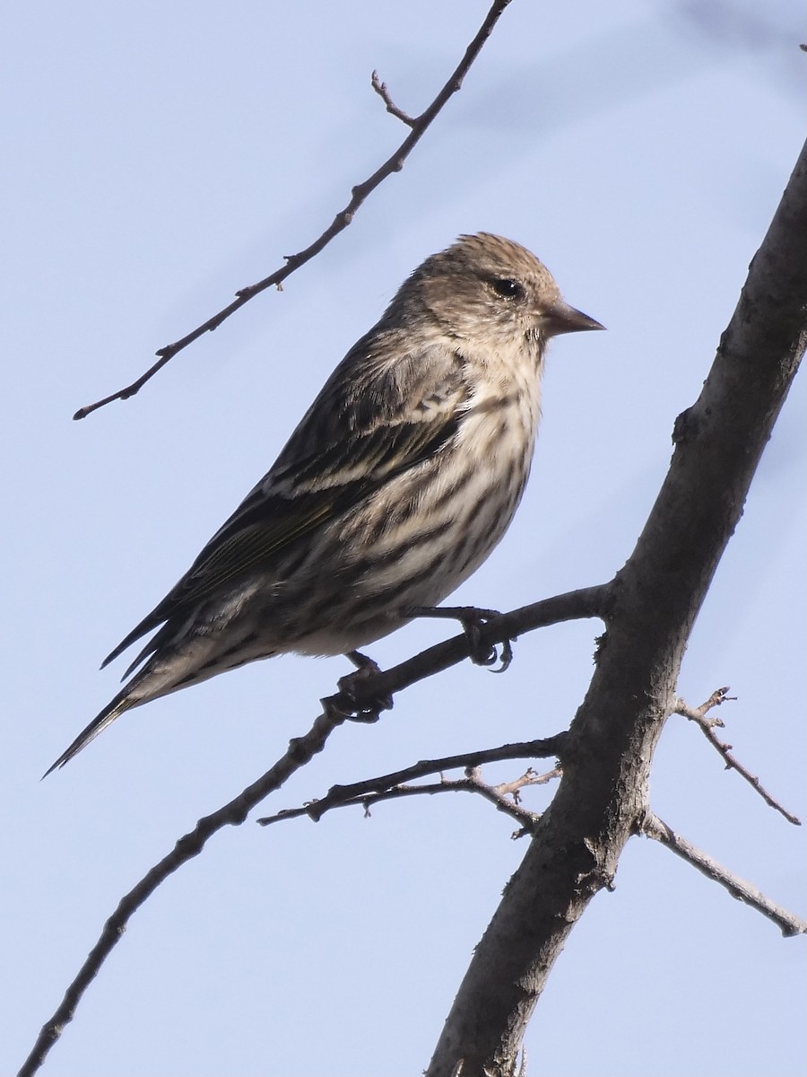 Pine Siskin - ML298386041