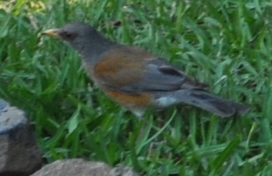Rufous-backed Robin (Rufous-backed) - ML29838611