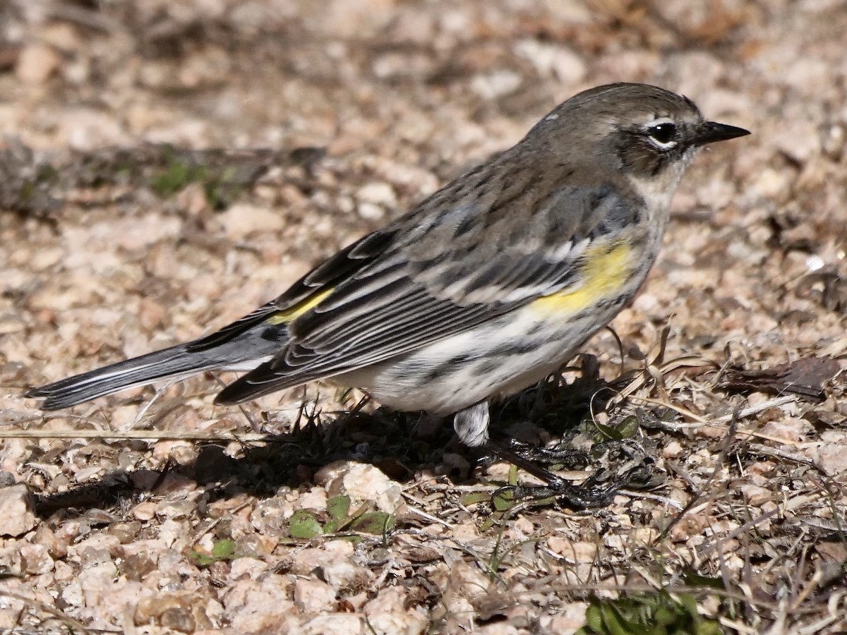 Yellow-rumped Warbler - ML298386251