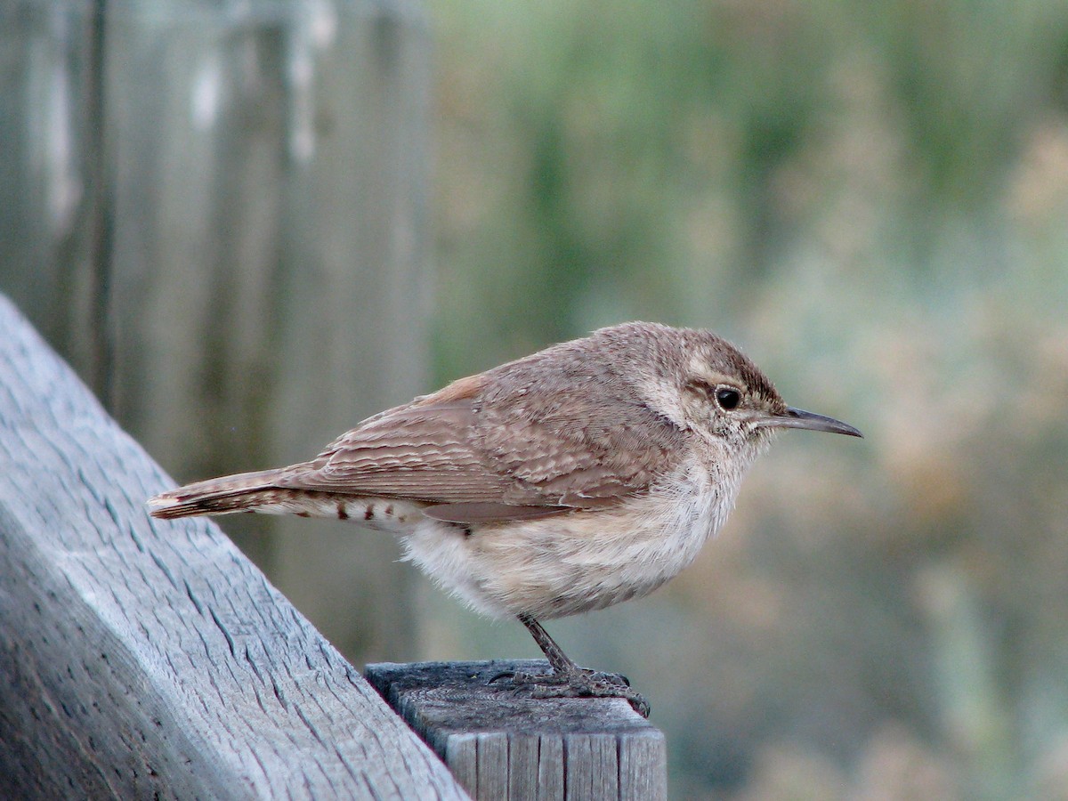 Rock Wren - Steve Wickliffe