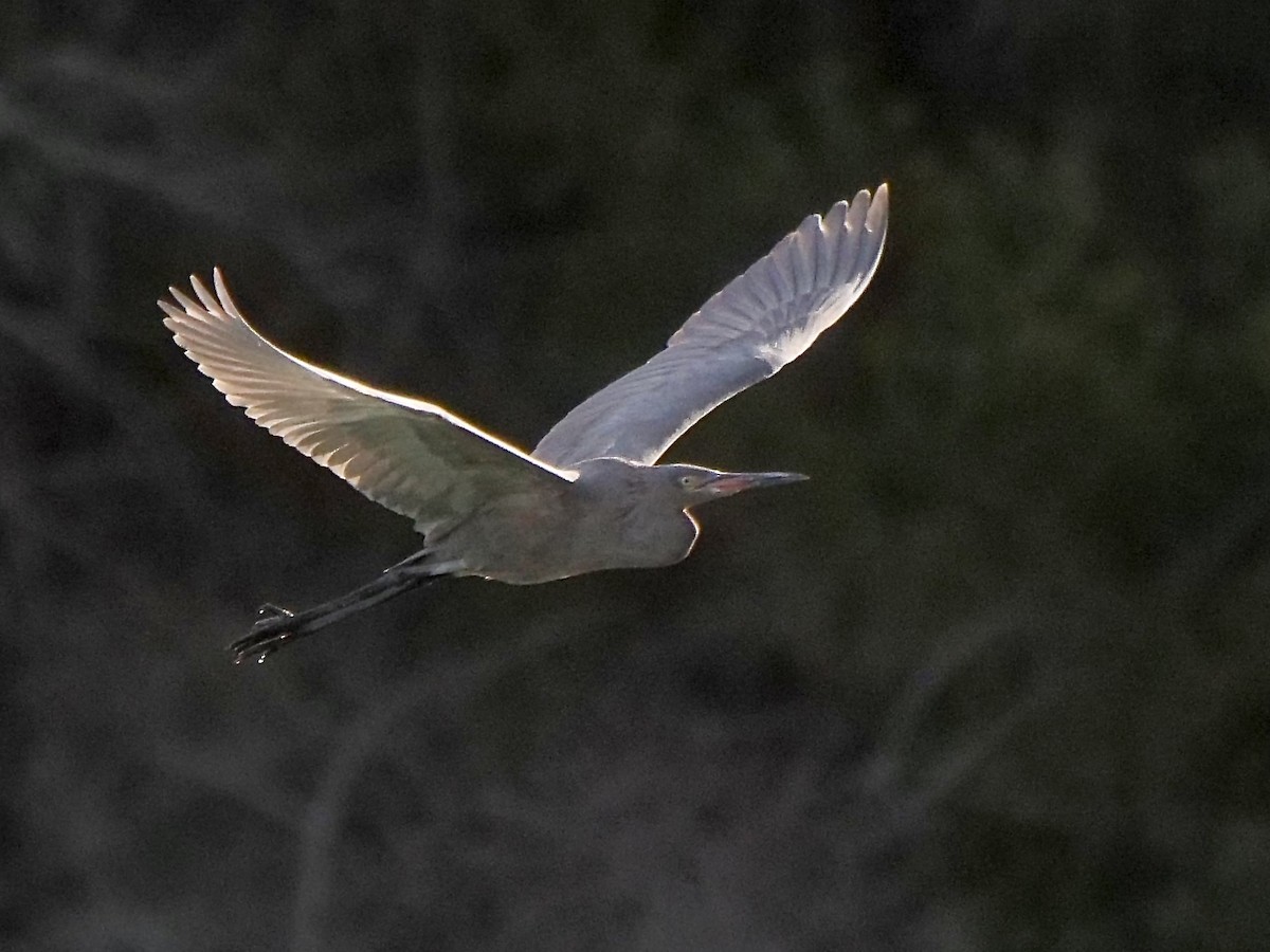 Reddish Egret - ML298387701