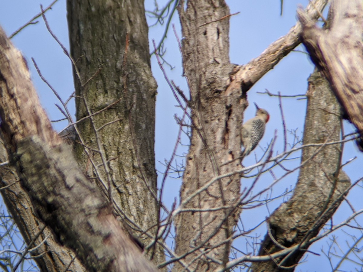 Red-bellied Woodpecker - ML298387881