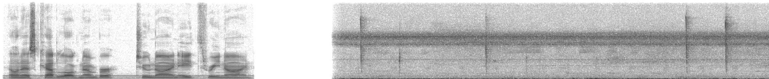 Campyloptère à ventre gris (obscurus) - ML29839