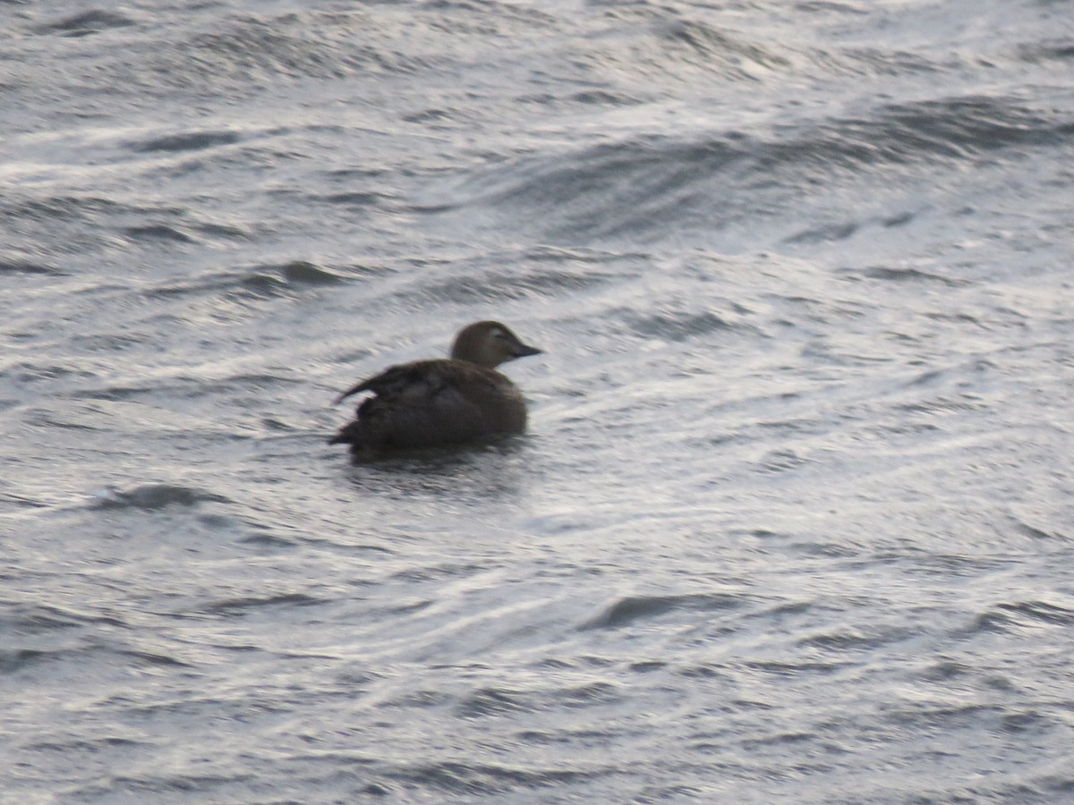 King Eider - ML298390311