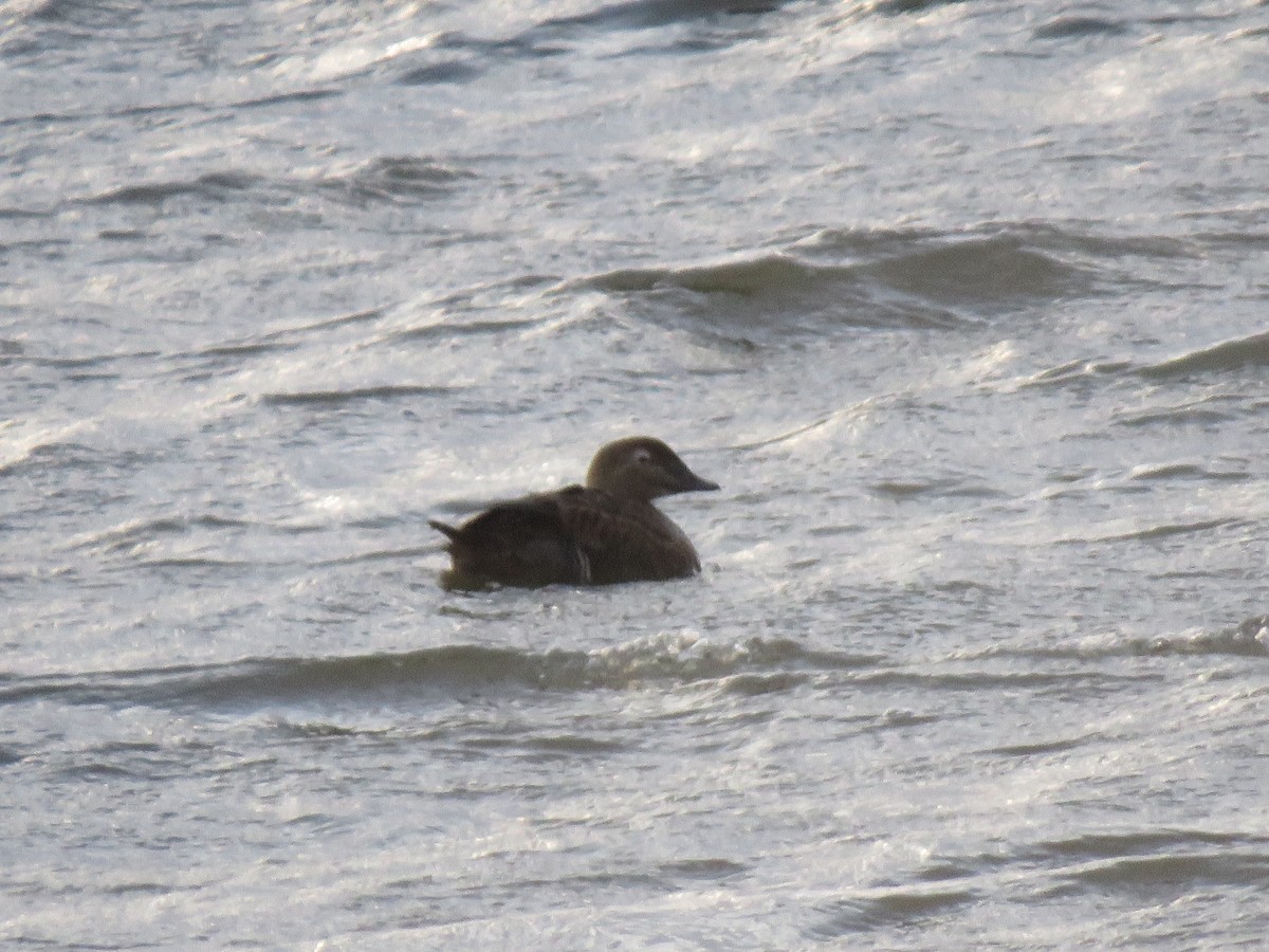 King Eider - ML298390341