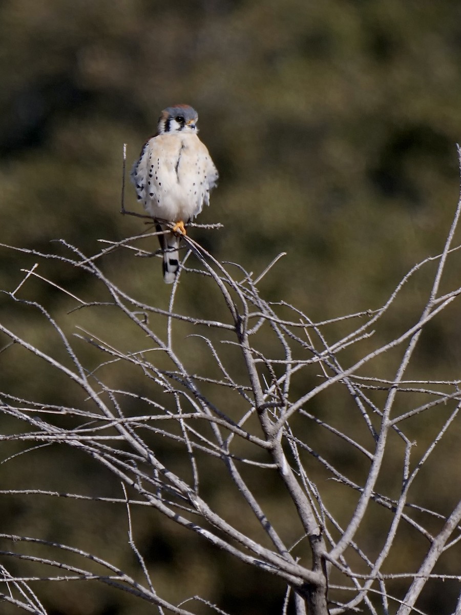 American Kestrel - ML298391641