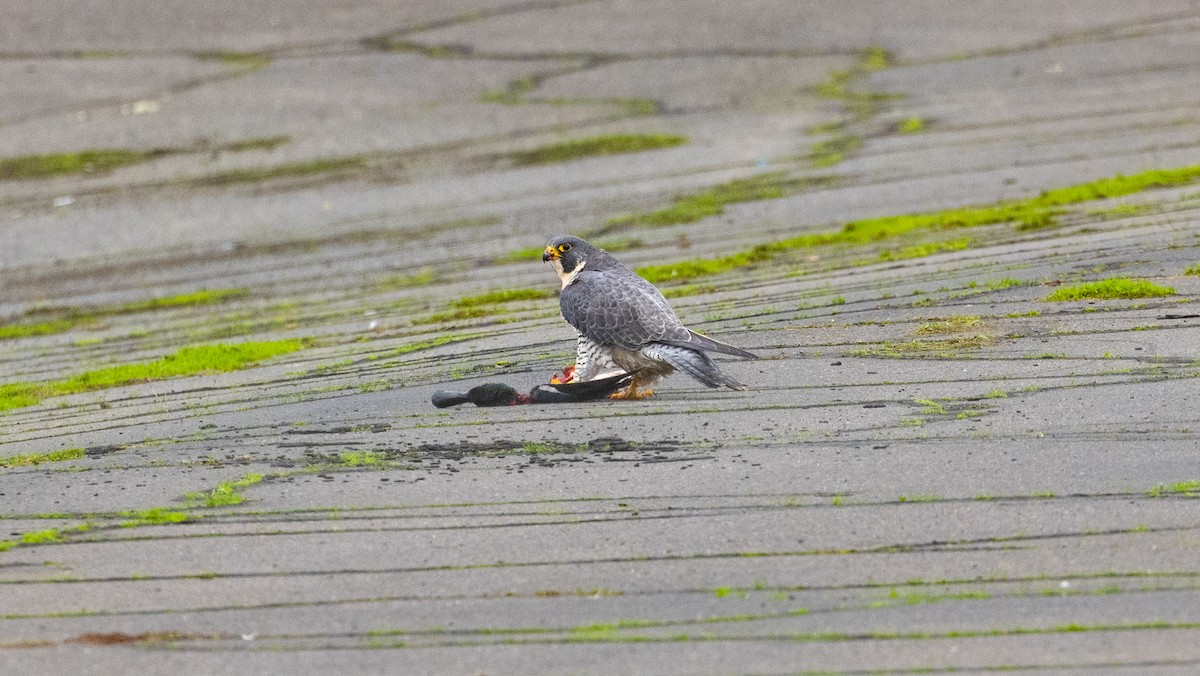 Peregrine Falcon - James Livaudais