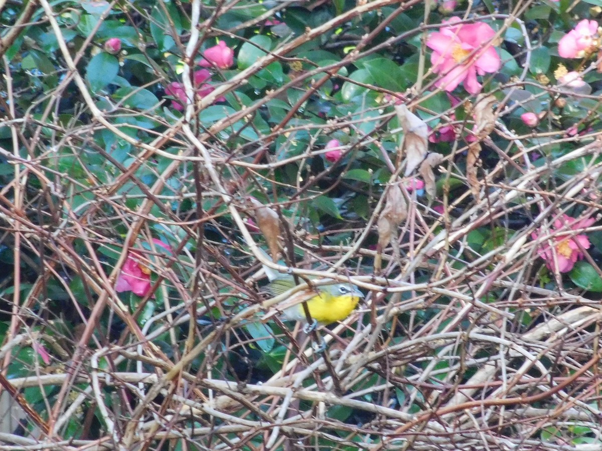 Yellow-breasted Chat - ML298393761