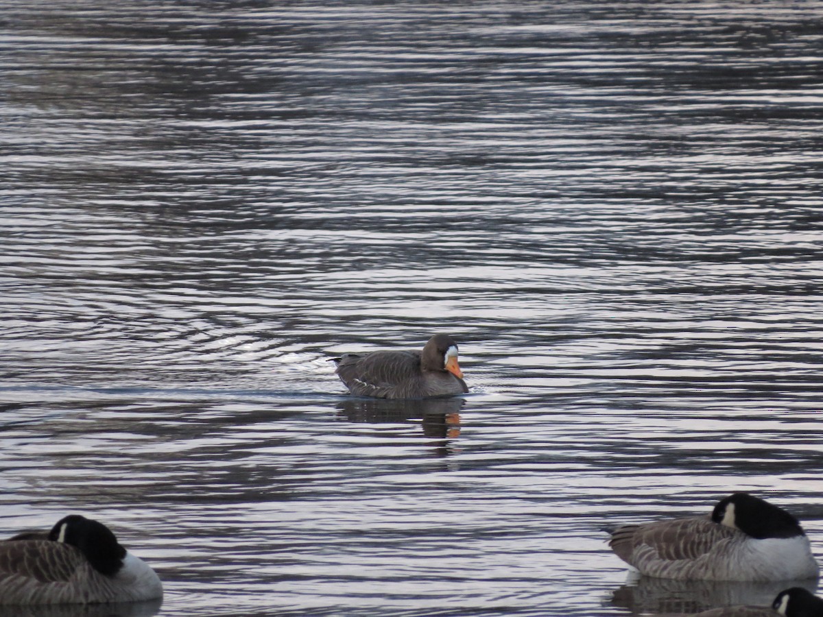 Greater White-fronted Goose - ML298396751