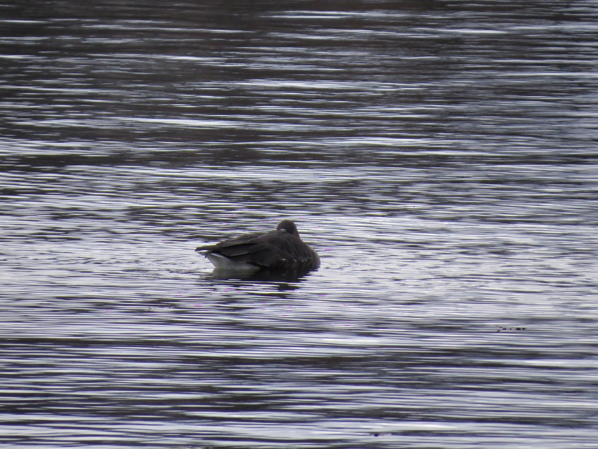 Greater White-fronted Goose - ML298396761