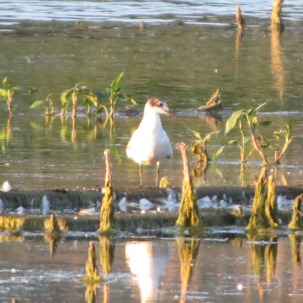 Mouette de Franklin - ML29839791