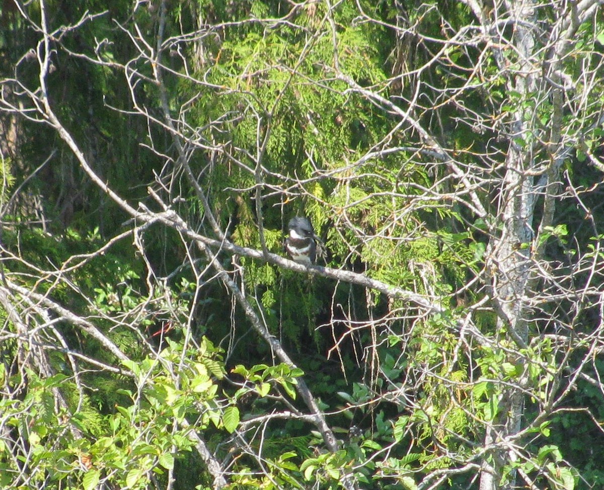 Belted Kingfisher - ML298397941