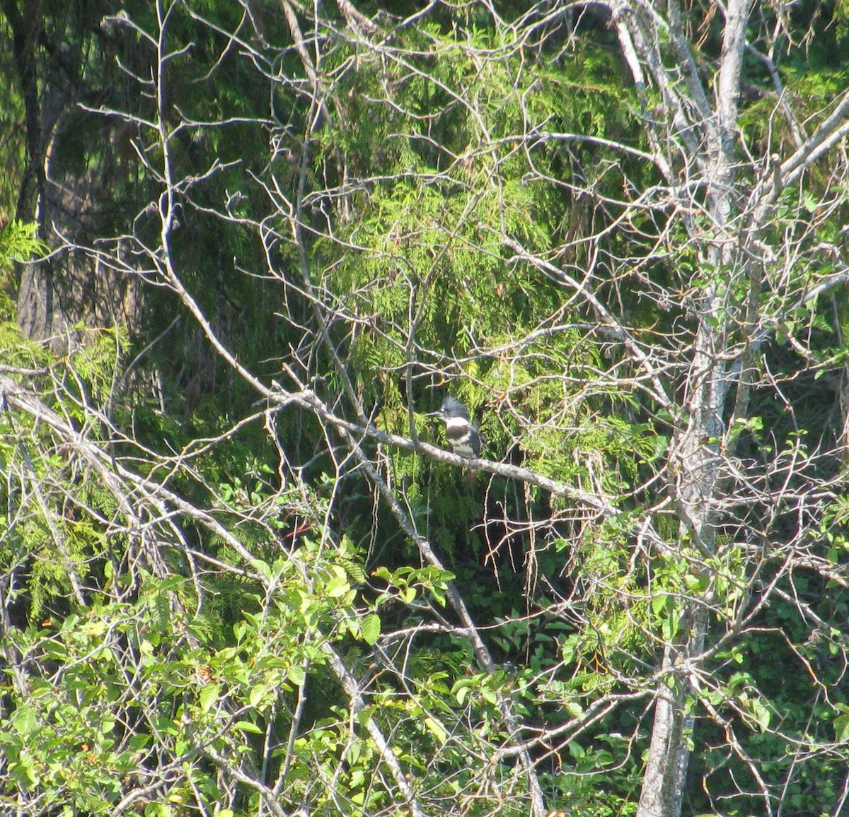 Belted Kingfisher - ML298397961