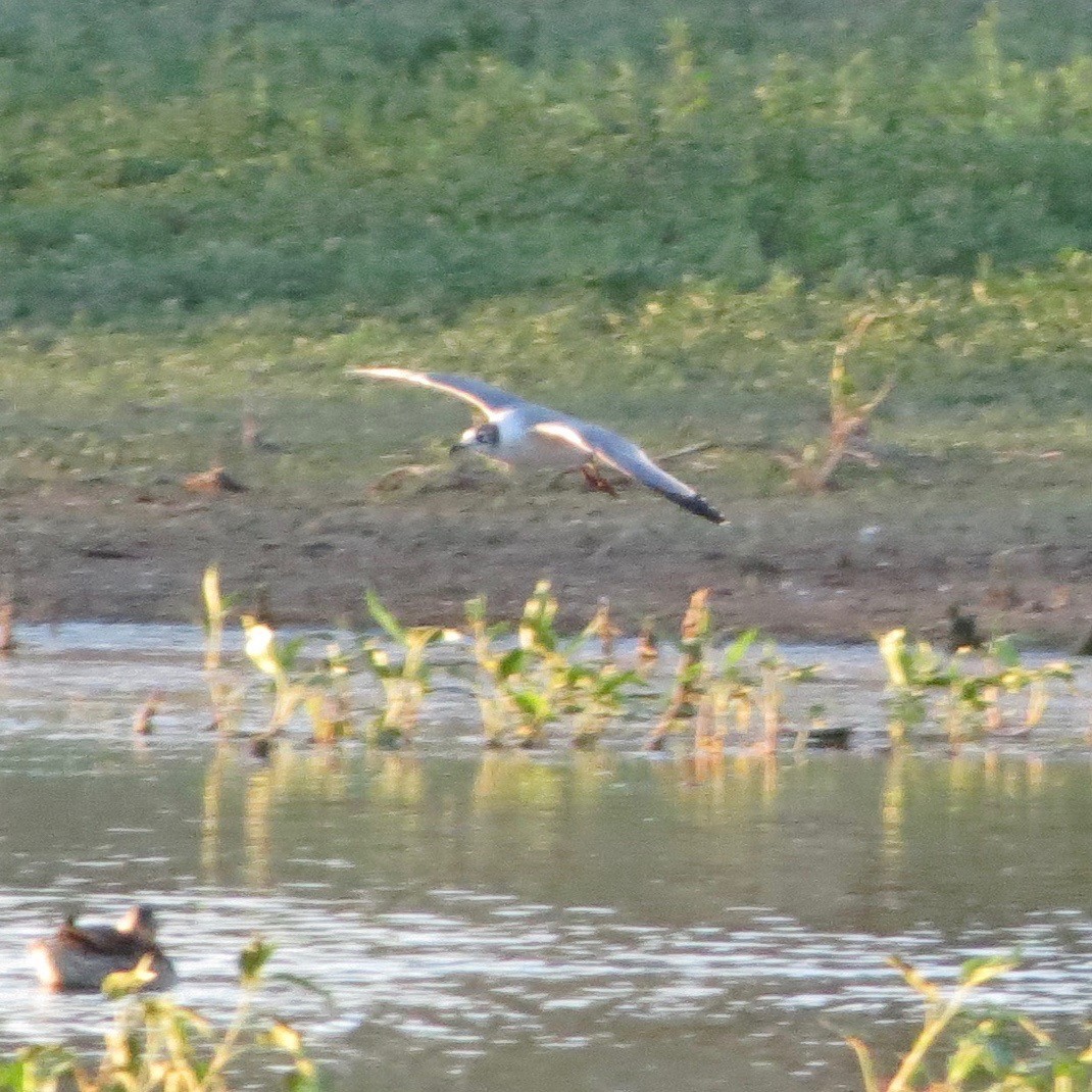 Mouette de Franklin - ML29839811