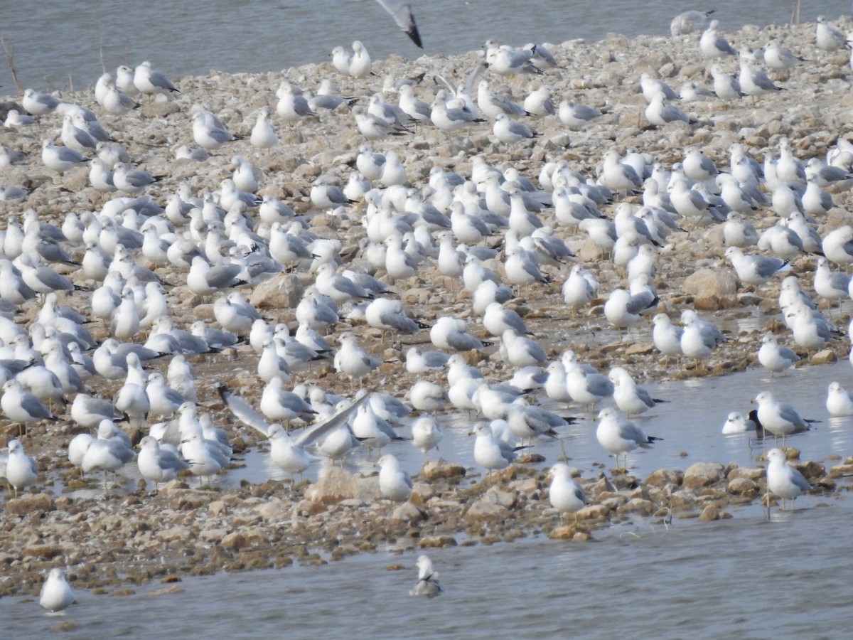 Ring-billed Gull - Christopher Daniels