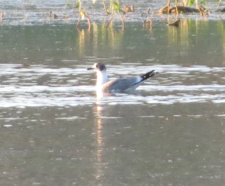 Mouette de Franklin - ML29839881