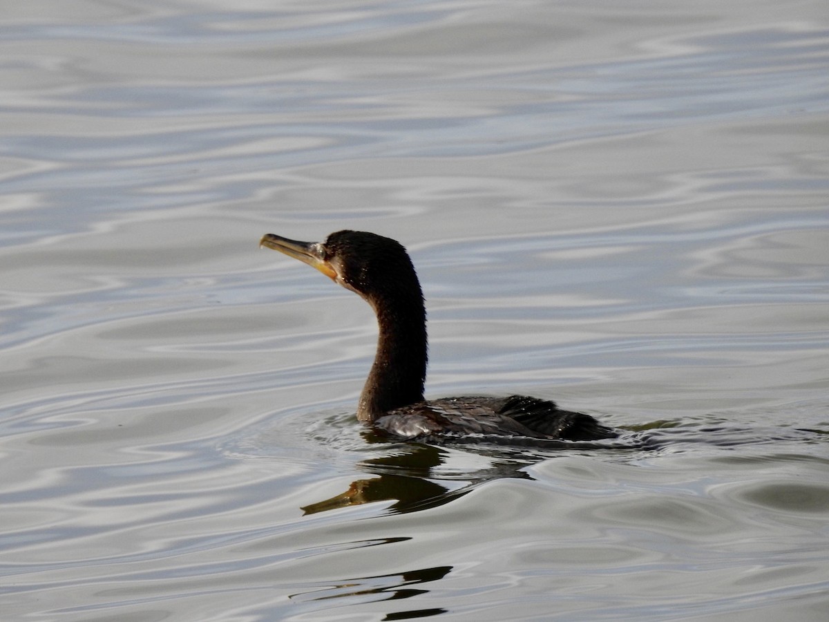 Neotropic Cormorant - ML298398891