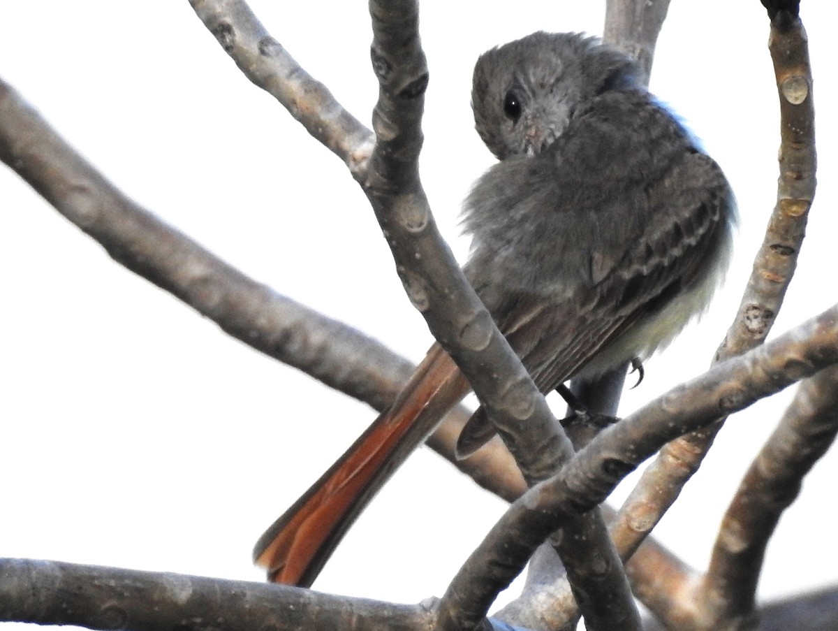 Brown-crested Flycatcher - ML29839961