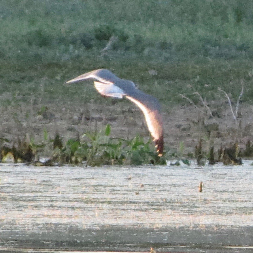 Mouette de Franklin - ML29839971