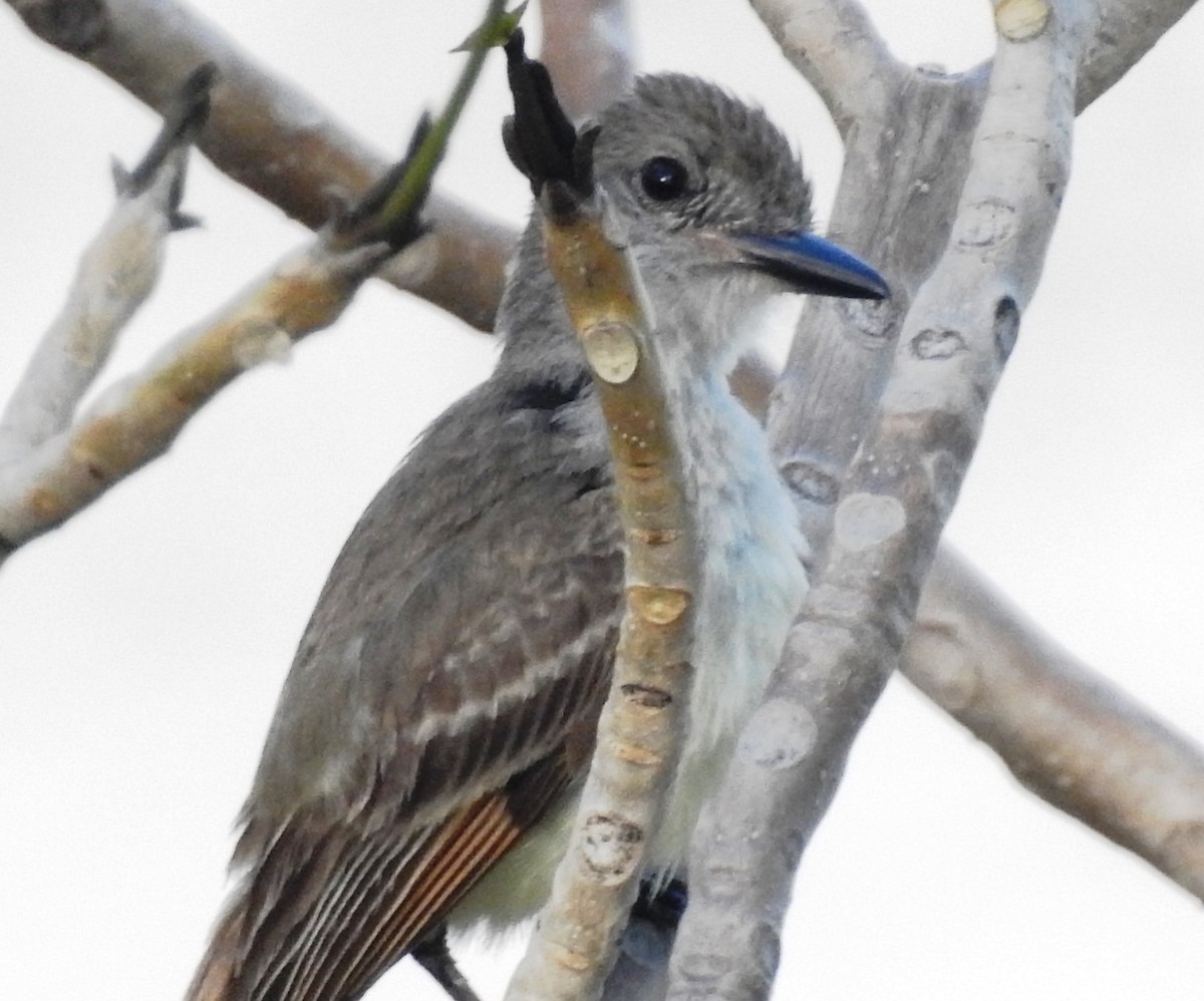 Brown-crested Flycatcher - ML29839991