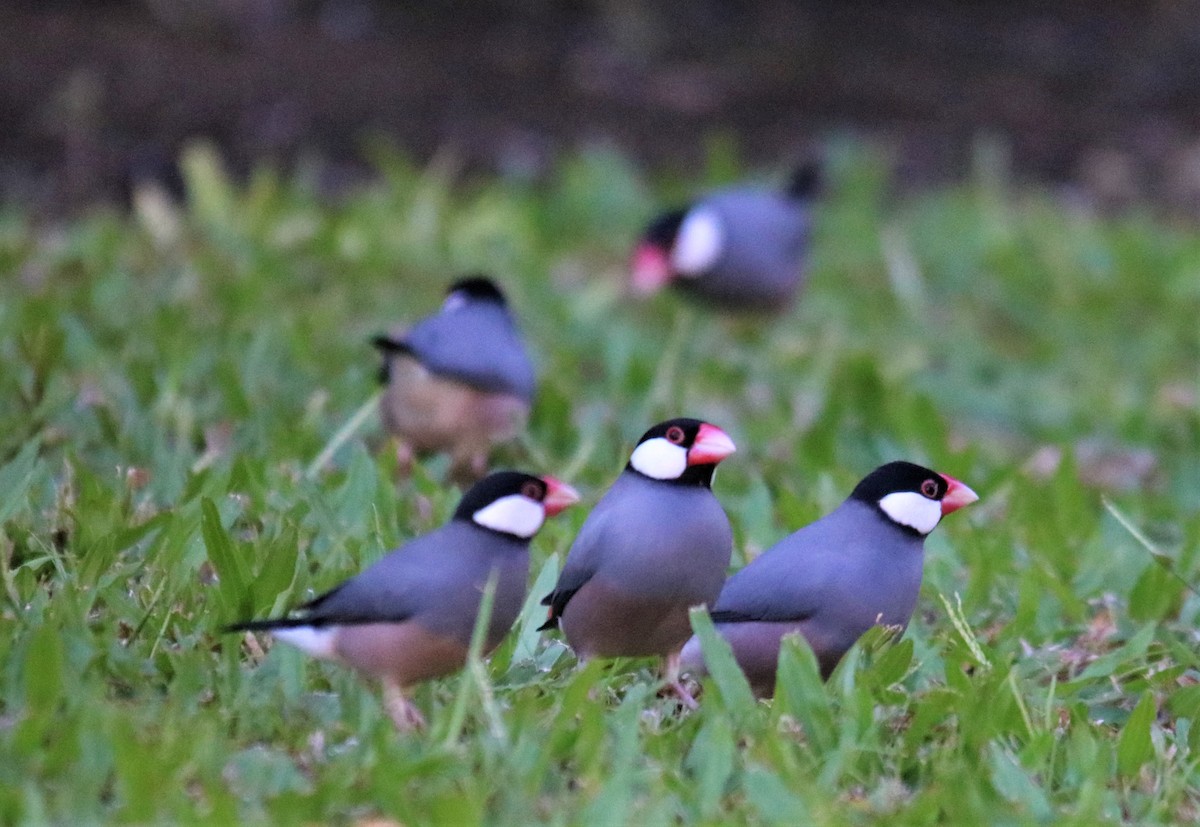 Java Sparrow - Aldo Bertucci