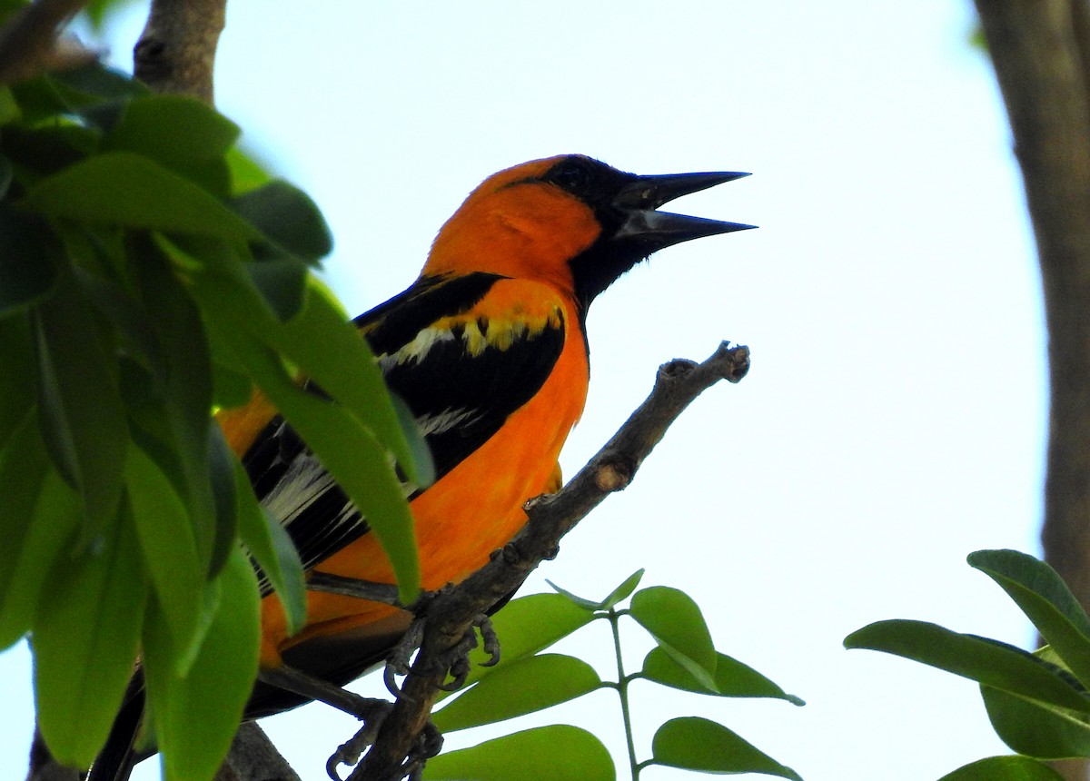 Streak-backed Oriole - ML29840141