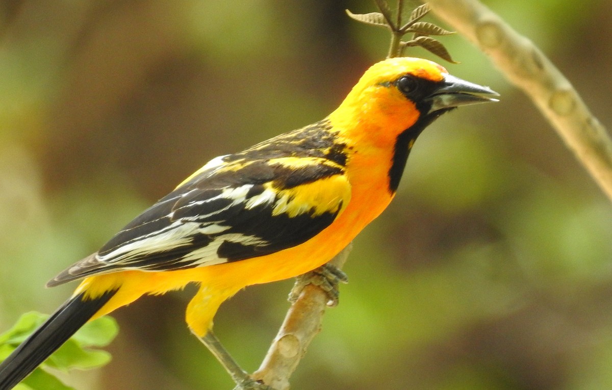 Streak-backed Oriole - ML29840151