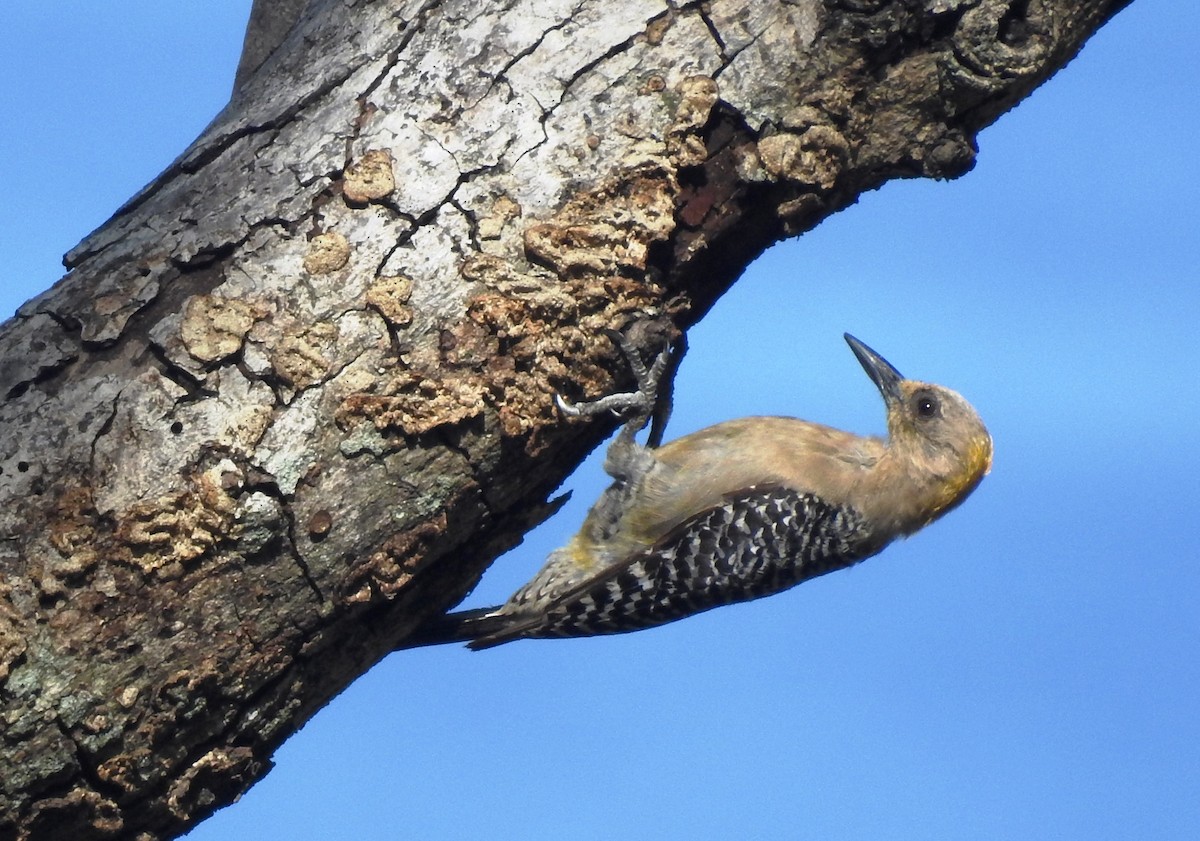 Hoffmann's Woodpecker - ML29840171