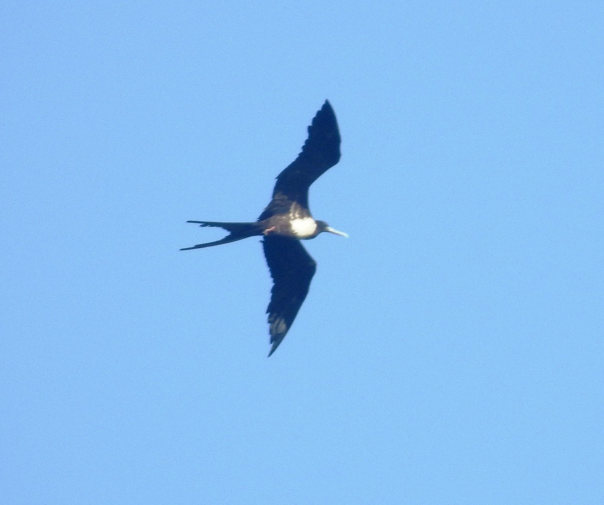 Magnificent Frigatebird - ML29840211
