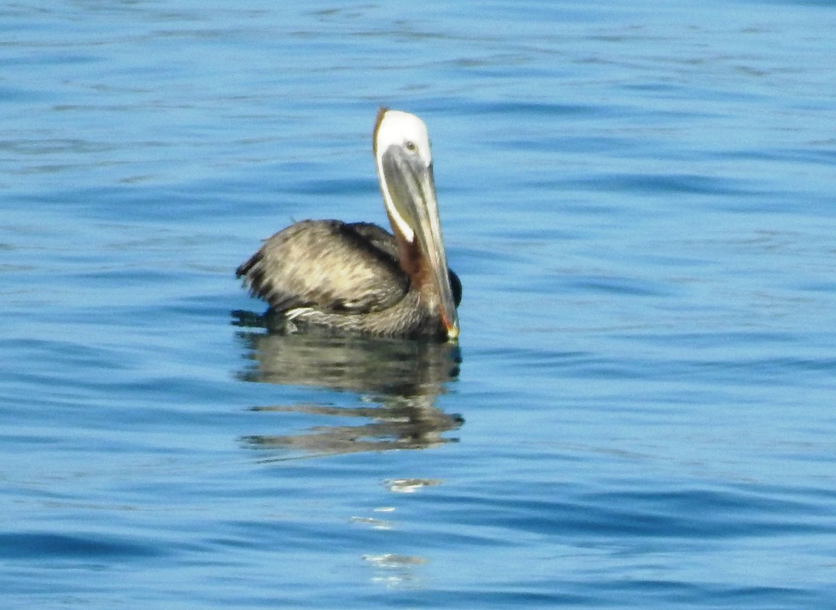Brown Pelican - ML29840231