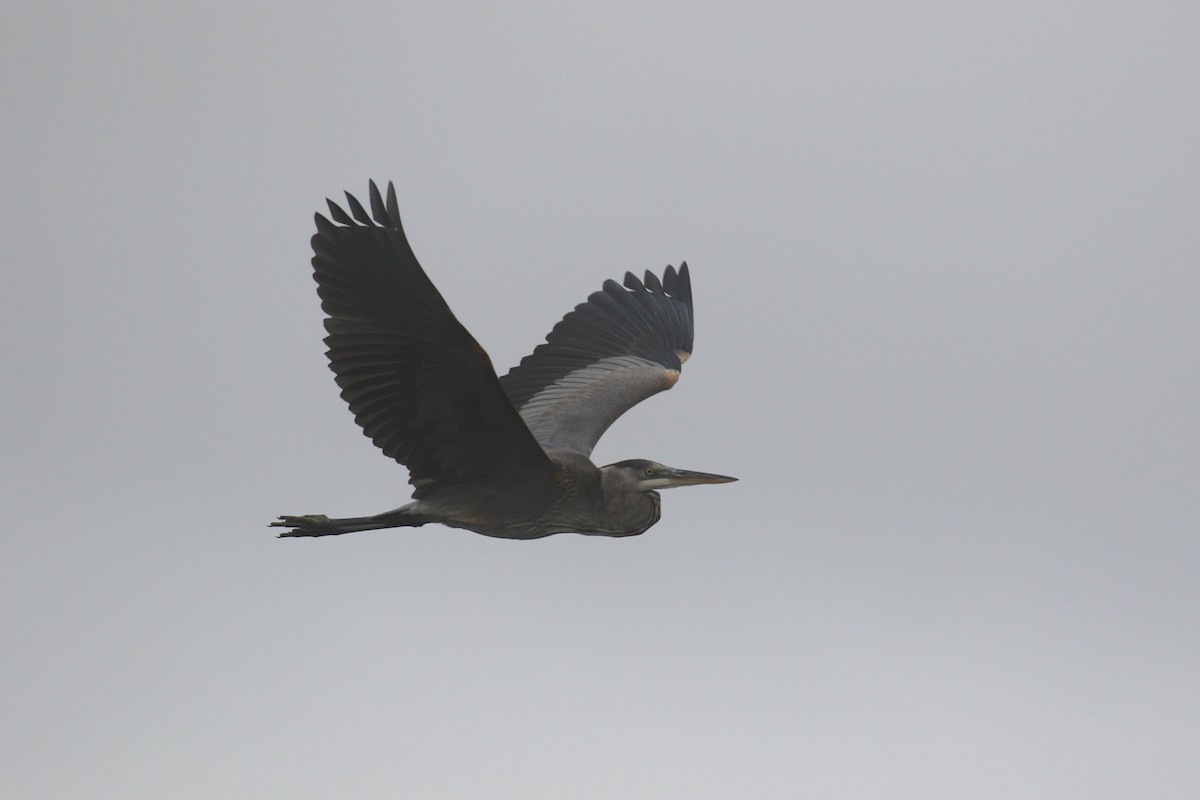 Great Blue Heron (Great Blue) - ML298403711